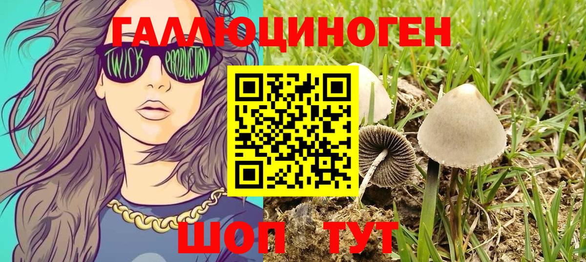 хочу   Галлюциногенные грибы Cubensis  Вход с VPN  Краснознаменск 